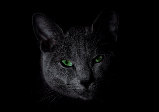 Russian blue cat with green eyes sitting in the dark