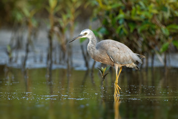 Egretta novaehollandiae - White-faced Heron hunting crabs during low tide in Australia