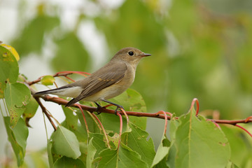 bird on a branch