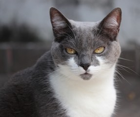 grey cat looking at the camera 