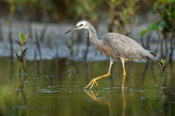 Egretta novaehollandiae - White-faced Heron hunting crabs during low tide in Australia
