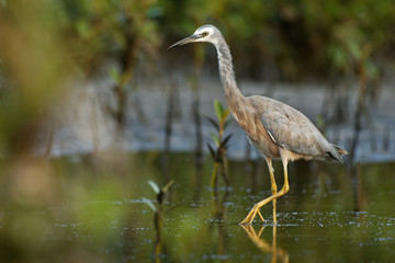 Egretta novaehollandiae - White-faced Heron hunting crabs during low tide in Australia