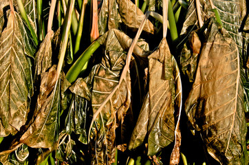 Wilted Frost Damaged tropical Leaves © John Nakata