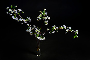 The branches of flowering cherry in a small glass vase on a black background