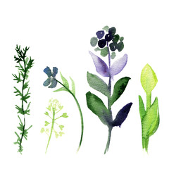Set of different plants and leaves, watercolor illustration