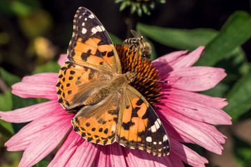 Schmetterling Distelfalter