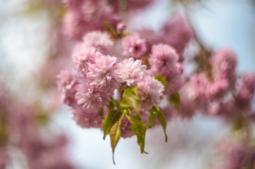 Close up on cherry blossom pink flowers in garden. Cherry blossom is a flower of several trees of genus Prunus, particularly the Japanese cherry, Prunus serrulata, called sakura.