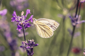 Schmetterling Kohlweißling