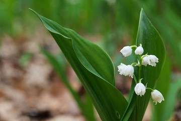 Pretty white bell shaped hanging flowers of Lily Of The Valley, highly poisonous plant, latin name Convallaria Majalis. Photographed during early May spring season. 