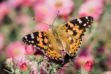 Schmetterling Distelfalter