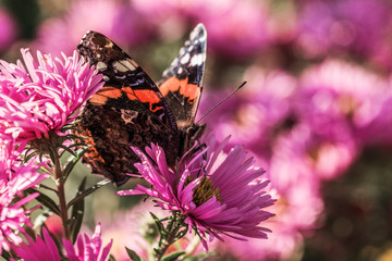 Schmetterling Admiral
