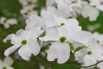 Fototapeta na wymiar Large white flowers of Flowering Dogwood, tree native to eastern North America and northern Mexico, latin name Cornus Florida