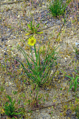 Цветы дикой природы