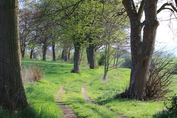 Fototapeta na wymiar Path through a green landscape with trees