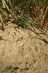 Lack of rainfall and climate change lead to dryness and drought at high temperatures 