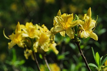 Fototapeta premium Yellow Azalea flower, latin name Rhododendron Luteum, in full blossom, bright green leaves in background