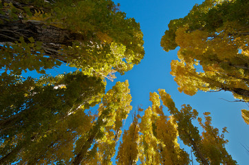 View up cottonwood trees, Mono Lake, California 