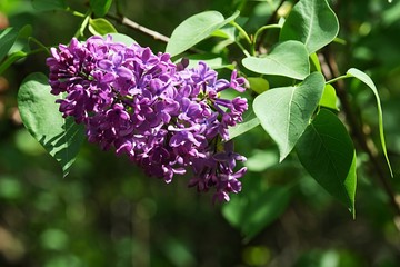 Purple spring flower cluster of Lilac decorative shrub, latin name Syringa, possibly Syringa Vulgaris, sunbathing in spring sunshine. 