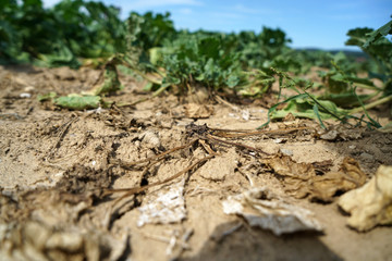 Lack of rainfall and climate change lead to dryness and drought at high temperatures 