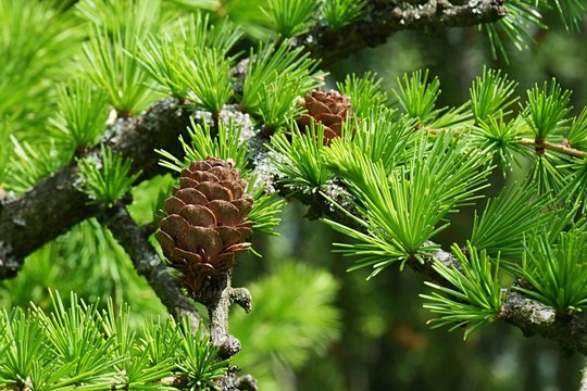 Spring needle fascicles and cones of Dahurian Larch, coniferous tree known under latin name Larix Gmelinii , native to eastern Siberia, northeastern Mongolia, northeastern China and North Korea