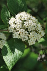White spring flower cluster of Chinese Viburnum decorative shrub, latin name Viburnum Burejaeticum, during spring sunny day