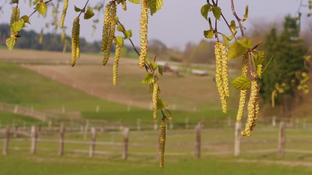 Birch aglets near farm fences at spring, close-up. New beginning concept. Branches of birch-tree with young leaves and earrings. Season of flowering and seeds formation. Pollen of blossoming plants