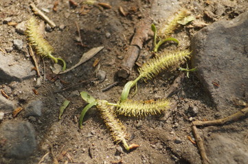 Willow flowers have fallen. The background is slightly blurred.