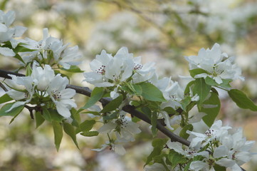 Apple blossom. The background is blurred.