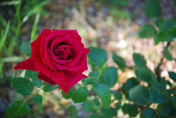 Red Rose Flower, Floral Portrait