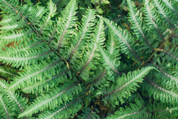 Fototapeta na wymiar Green japanese ferns in the Spring