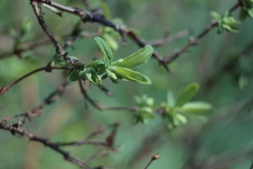 Prickly plum comes to life in spring. The background is blurred.