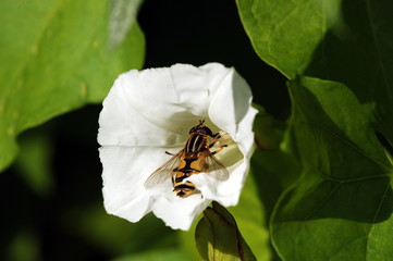 Schwebfliege nascht Nektar in einer Blüte der Winde