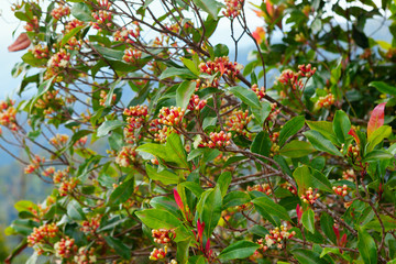 Clove tree with blooming  flowers, fresh green leaves and red raw buds growing in Indonesia....
