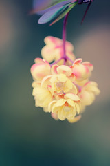 Beautiful yellow flowers on a branch, blurred background, macro, spring natural image.