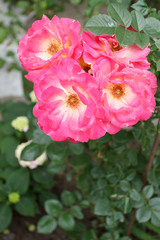 Pink roses blooming in the garden