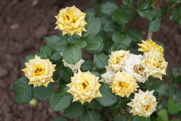 Naklejka na ściany i meble Yellow roses in the garden, dry buds