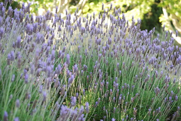 Lavender Plant, Floral Close Up