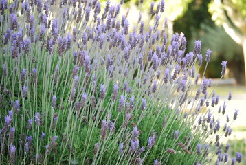 Lavender Plant, Floral Close Up
