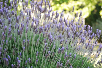 Lavender Plant, Floral Close Up