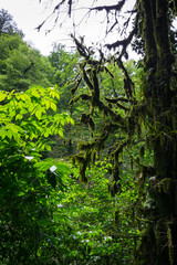 Fototapeta premium View of the forest