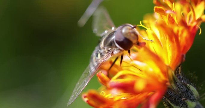 Bee collects nectar from flower crepis alpina
