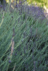 Lavender Plant, Floral Close Up