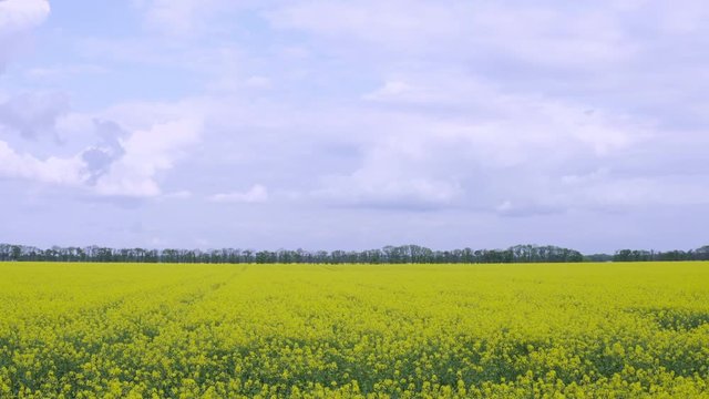 Picturesque canola field under blue sky with white fluffy clouds. Wonderful 4k drone video footage for ecological concept