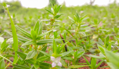 small plants typical of the caatinga in northeastern Brazil