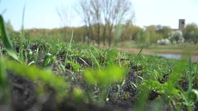 Close up shot. The surviving grass after the fire. The human factor leading to the destruction of nature. Forest and natural fires. Destruction of flora on planet Earth.