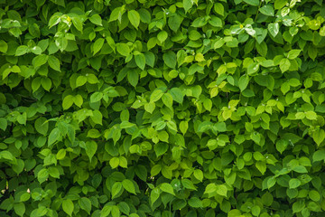 Fototapeta na wymiar A wall of fresh green leaves. Hedgerow. Texture. Close up