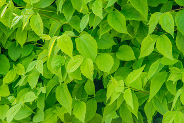 A wall of fresh green leaves. Hedgerow. Texture. Close up