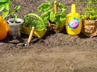 Gardening tools, soil, seedlings. Spring in the garden