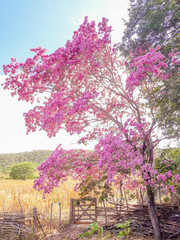 panorama of a purple ip&ecirc; in northeast Brazil (Piau&iacute;)