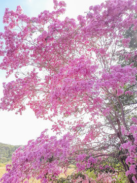 purple ip&ecirc; in the Brazilian northeast (Piau&iacute;)